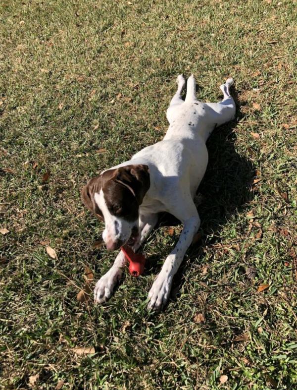 /images/uploads/southeast german shorthaired pointer rescue/segspcalendarcontest2021/entries/21849thumb.jpg
